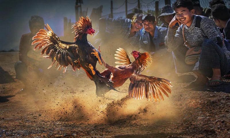 Sản phẩm trò chơi độc đáo Tf88 - Tf88